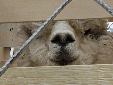 Live animal inside transport crate
